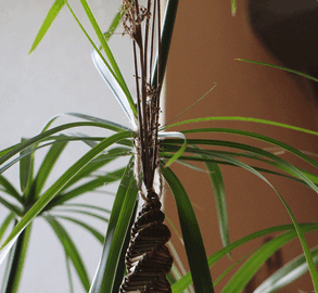 Lot de 3 gouttes allongées déco de Noël