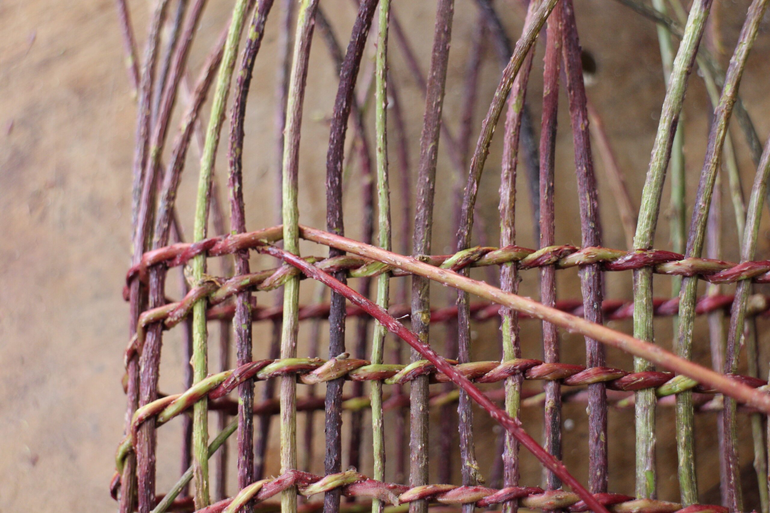 Réserver stage ronce